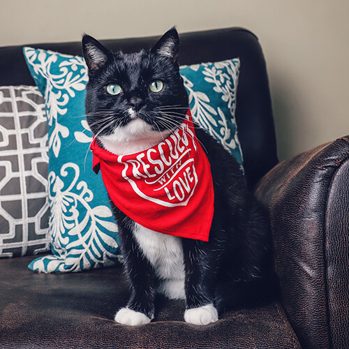 Animal bandana for sublimation