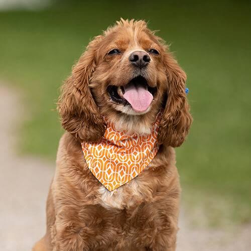 Bandana animal pour sublimation