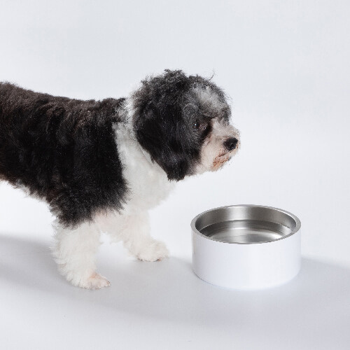 Gamelle pour chien en acier inoxydable 960 ml pour sublimation - blanc